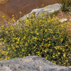 Coronilla minima subsp. lotoides