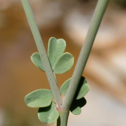 Coronilla minima subsp. lotoides