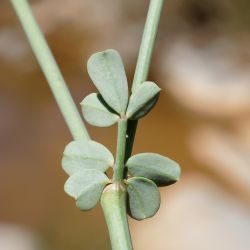 Coronilla minima subsp. lotoides
