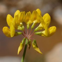 Coronilla minima subsp. lotoides