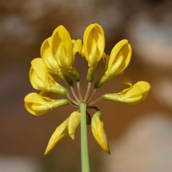 Coronilla minima subsp. lotoides