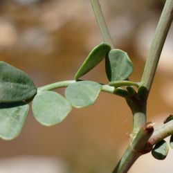 Coronilla minima subsp. lotoides