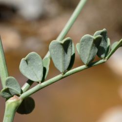 Coronilla minima subsp. lotoides