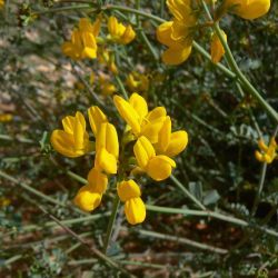 Coronilla ramosissima