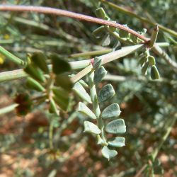 Coronilla ramosissima