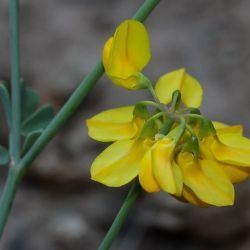 Coronilla ramosissima