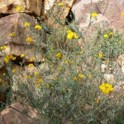 Coronilla ramosissima