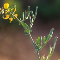 Coronilla repanda subsp. repanda
