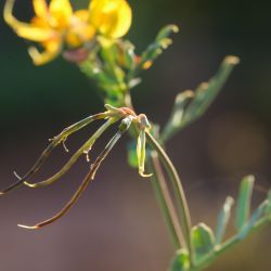 Coronilla repanda subsp. repanda