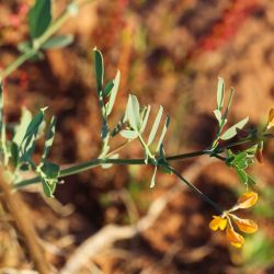 Coronilla repanda subsp. repanda