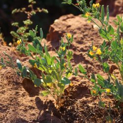 Coronilla repanda subsp. repanda