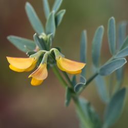 Coronilla repanda subsp. repanda