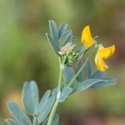 Coronilla repanda subsp. repanda