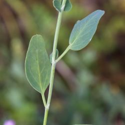 Coronilla repanda subsp. repanda