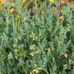 Coronilla repanda subsp. repanda