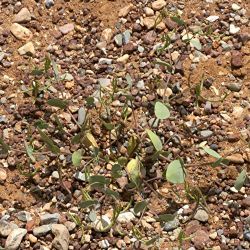 Coronilla scorpioides