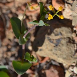 Coronilla scorpioides