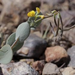 Coronilla scorpioides