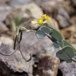 Coronilla scorpioides