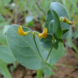 Coronilla scorpioides