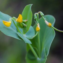 Coronilla scorpioides