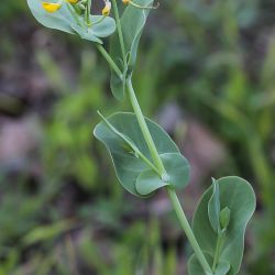 Coronilla scorpioides