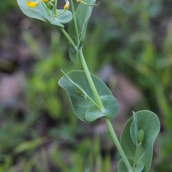 Coronilla scorpioides