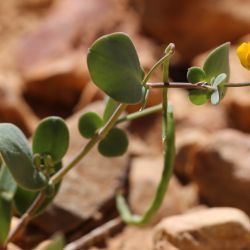 Coronilla scorpioides