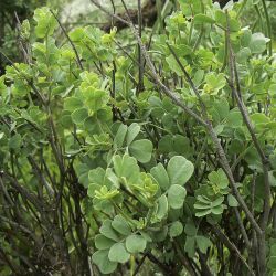 Coronilla valentina