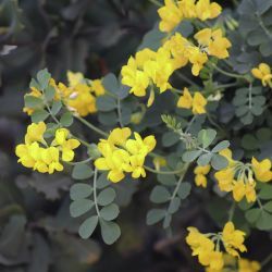 Coronilla valentina