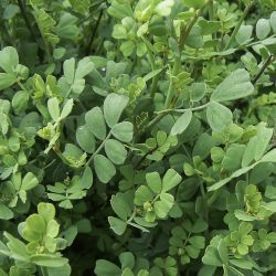 Coronilla valentina