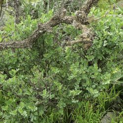 Coronilla valentina