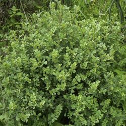 Coronilla valentina