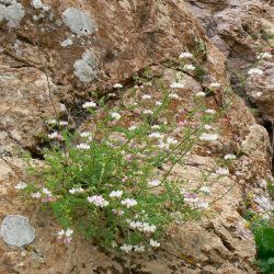 Coronilla viminalis