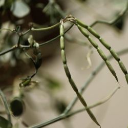 Coronilla viminalis