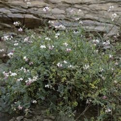 Coronilla viminalis