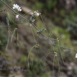 Coronilla viminalis