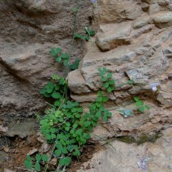 Coronilla viminalis