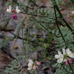 Coronilla viminalis