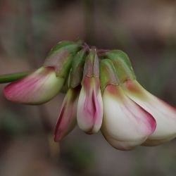 Coronilla viminalis