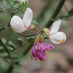 Coronilla viminalis