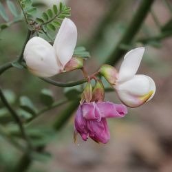 Coronilla viminalis