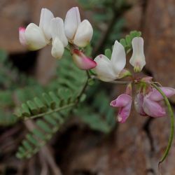 Coronilla viminalis