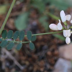 Coronilla viminalis