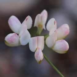 Coronilla viminalis