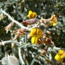 Crotalaria saharae