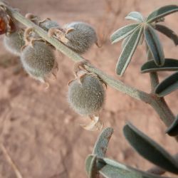 Crotalaria saharae