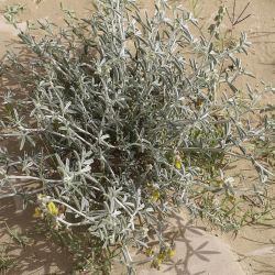 Crotalaria saharae