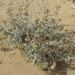 Crotalaria saharae