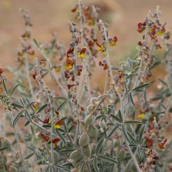 Crotalaria saharae